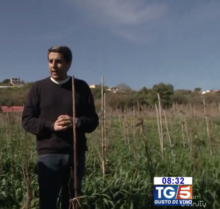Canale 5 | gusto di vino